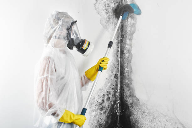 Best HVAC Mold Inspection and Cleaning  in Port Chester, NY
