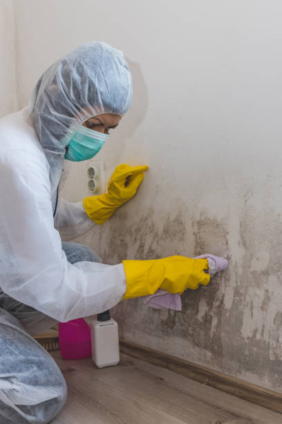 Best Industrial Mold Remediation  in Port Chester, NY