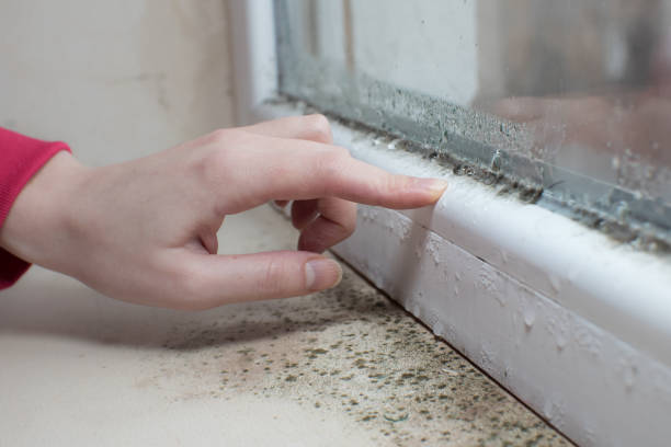 Best Mold Odor Removal Services  in Port Chester, NY